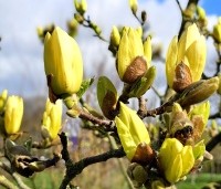 Magnolia - Magnolia 'Goldstar' - 3