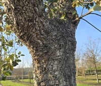 Quercus suber - Kurkeik - 2