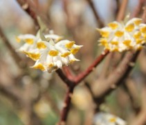Edgworthia Winterliebe