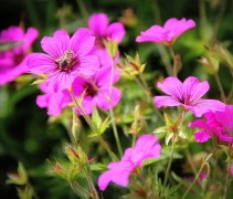 Geranium 'Endressii' in volle bloei