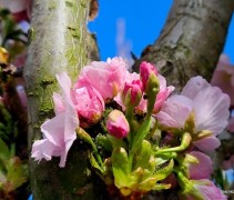 Prunus Amanogawa