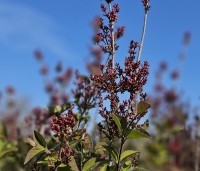 Syringa microphylla 'Superba' - Sering 'Superba' - 3
