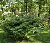 Enkianthus campanulatus - Pronkklokje - 1