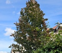 Fagus sylvatica 'Rohan Obelisk' - Beuk 'Rohan Obelisk' - 2
