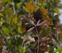 Fagus sylvatica 'Rohan Obelisk' - Beuk 'Rohan Obelisk' - blad in septemberkleur