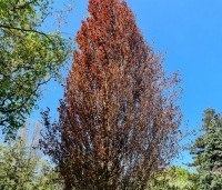 Fagus sylvatica 'Rohan Obelisk' - Beuk 'Rohan Obelisk' - 4