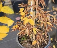 Carpinus betulus 'Lucas' - Zuilvormige haagbeuk - 1