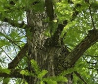 Taxodium distichum - Moerascypres - 2