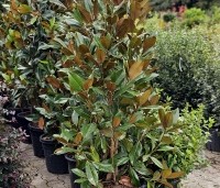 Magnolia grandiflora 'Galissoniere'  - Magnolia grandiflora 'Galissoniere'  - solitair 200-250cm