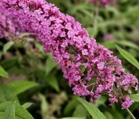 Buddleja davidii 'Pink Delight' - Vlinderstruik 'Pink Delight' - 3