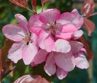 Malus 'Rudolph' - Sierappel - 1