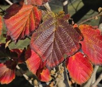 Hamamelis intermedia 'Feuerzauber' - Toverhazelaar 'Feuerzauber' - 3
