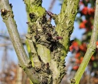Sambucus nigra 'Black Tower'  - Zuil vlier 'Black Tower' - 1