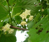 bloesem Tilia americana 'Nova'