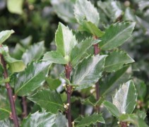 Ilex meserveae 'Blue Prince'
