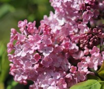 Syringa Maidens Blush