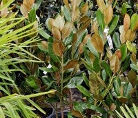 Magnolia grandiflora 'Galissoniere'  - Magnolia grandiflora 'Galissoniere'  - 1