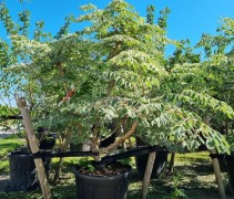 Aralia elata 'Variegata'
