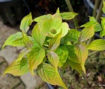 Cornus x Rutban 'Aurora'