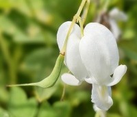 Dicentra spectabilis 'Alba' - Gebroken hartje 'Alba' - 1