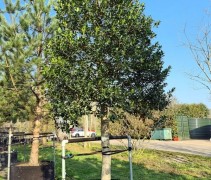 Ilex Aquifolium
