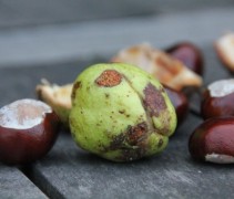 Kastanje in de dop en zonder dop; ook leuk om mee te knutselen...