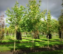 Platanus Oriëntalis
