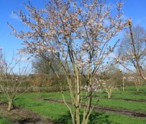 Prunus x Yedoensis