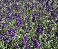 Lavandula angustifolia 'Hidcote' - Lavendel 'Hidcote' - 3