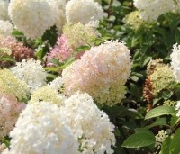 Hydrangea paniculata 'Bobo' - Dwerg Pluimhortensia 'Bobo' - 1