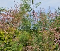 Tamarix tetrandra - Tamarisk - 2