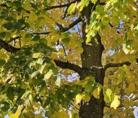 Tilia americana 'Nova' - Amerikaanse linde - 4