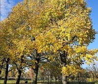 Tilia americana 'Nova' - Amerikaanse linde - 6
