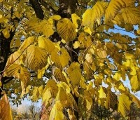 Tilia americana 'Nova' - Amerikaanse linde - 5
