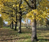 Tilia americana 'Nova' - Amerikaanse linde - 3