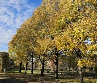 Tilia americana 'Nova' - Amerikaanse linde - 7