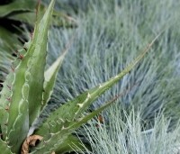 Festuca glauca 'Intense Blue' - Zwenkgras glauca 'Intense Blue' - combinatie