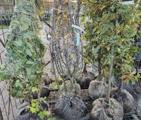 Corylus avellana - Gewone hazelaar - Gemengde haagplanten in een maatje groter met kluit.  Links Hazelaar