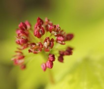 Acer shirasawanum 'Aureum'