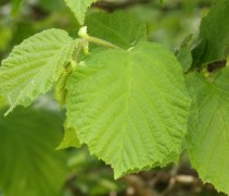 blad Corylus avellana