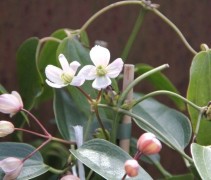 Bosrank 'Apple Blossom' (Clematis 'Apple Blossom')