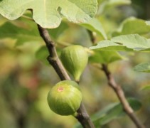 Ficus Carica Brown Turkey