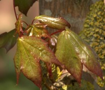 Acer cappadocicum blad bij uitlopen