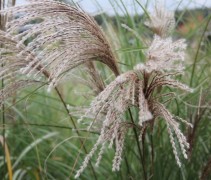 Miscanthus sinensis 'Malepartus'