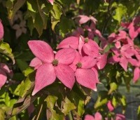Cornus kousa 'Scarlet Fire' - Japanse kornoelje - 1