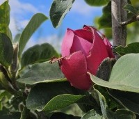Magnolia soulangeana 'Lennei' - Beverboom - 1