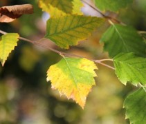 Betula blad najaar