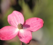 Cornus kousa Satomi
