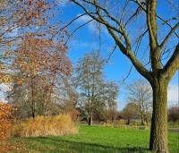 Pterocarya Stenoptera - Vleugelnoot - rechts