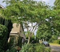 Albizia julibrissin - Perzische slaapboom - juni